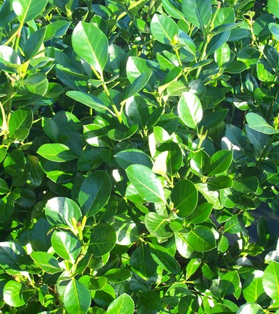 Euonymus Manhattan